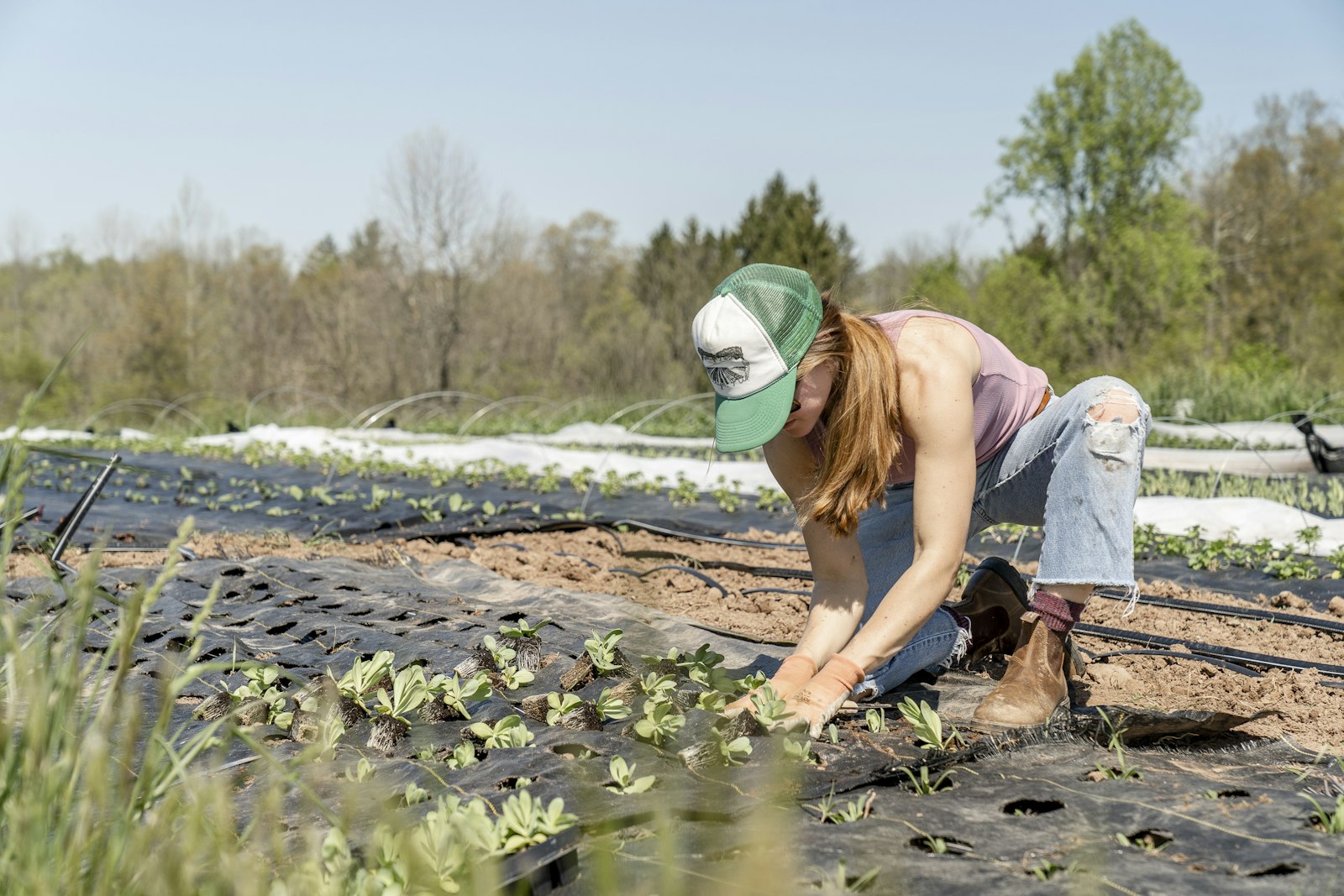 Transplanting seedlings on the farm