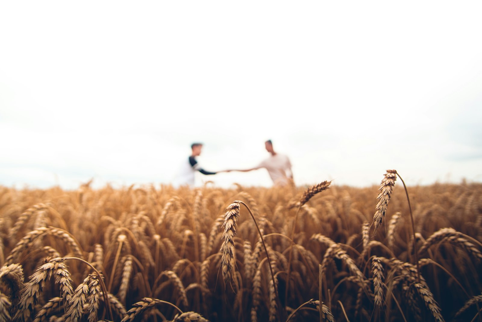 Golden field of flowers and grains