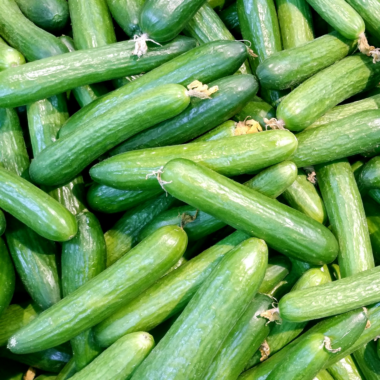 Fresh harvested cucumbers