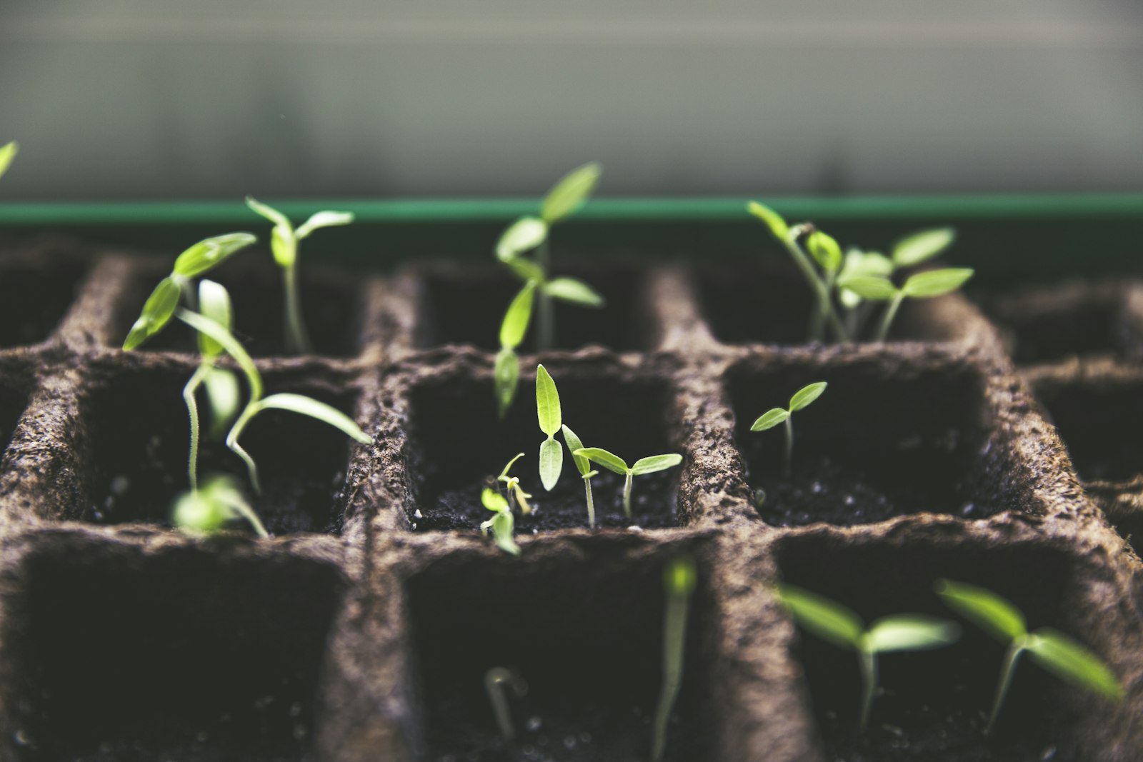 Heirloom seedlings sprouting in peat pots