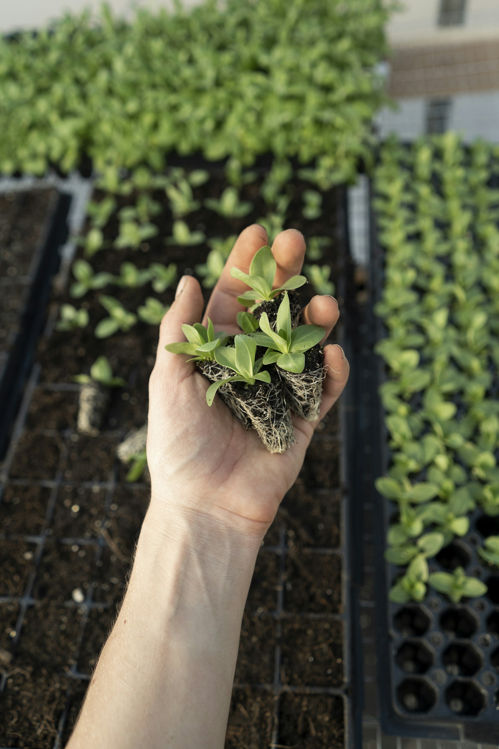 Seedlings ready for transplanting