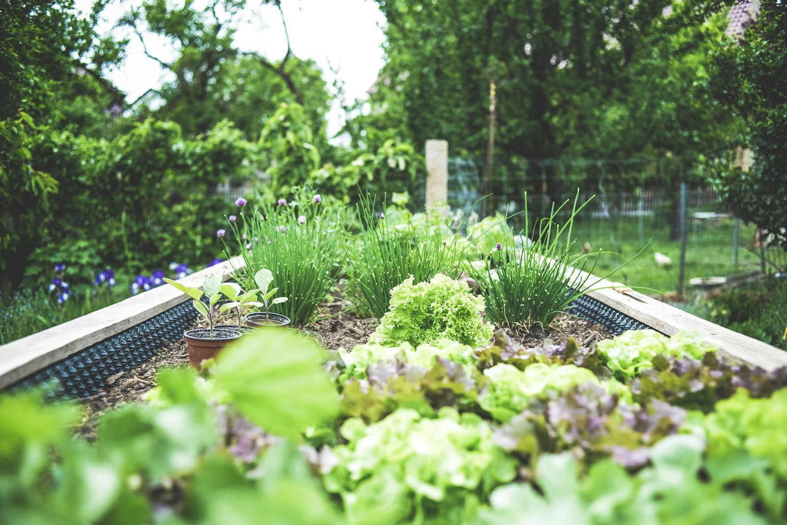 Raised garden bed with herbs and lettuces